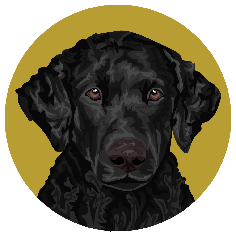 Curly-Coated Retriever