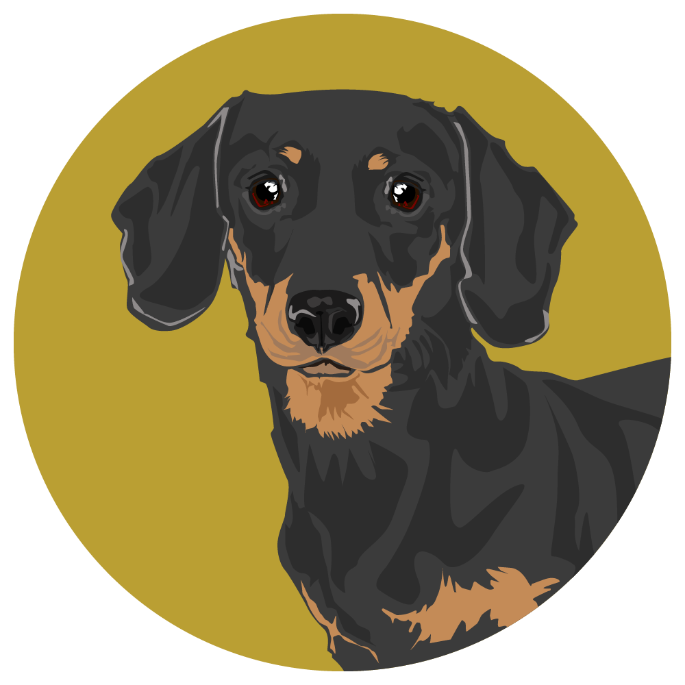 Dachshund