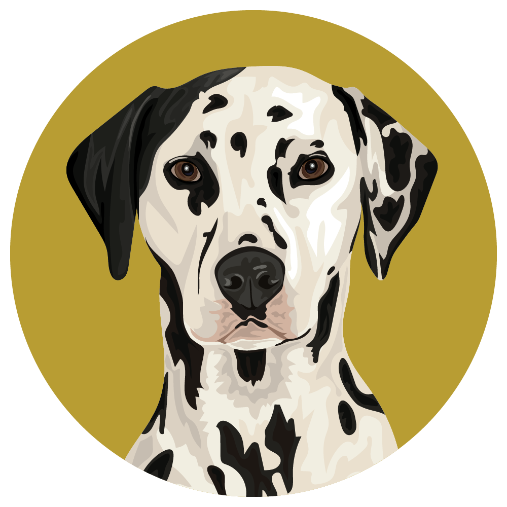 Dalmatian