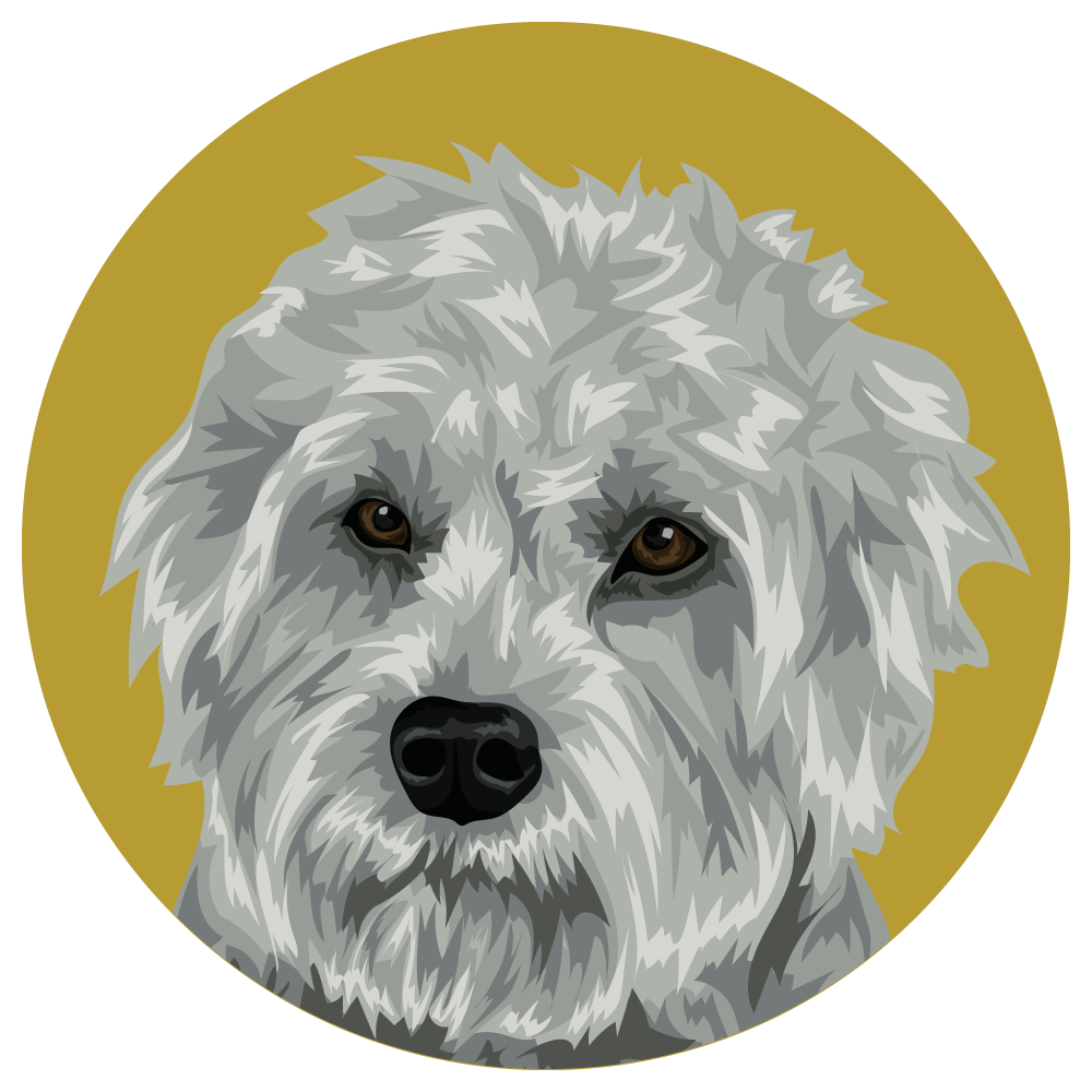 Dandie Dinmont Terrier