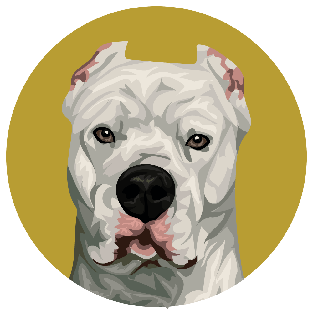 Dogo Argentino