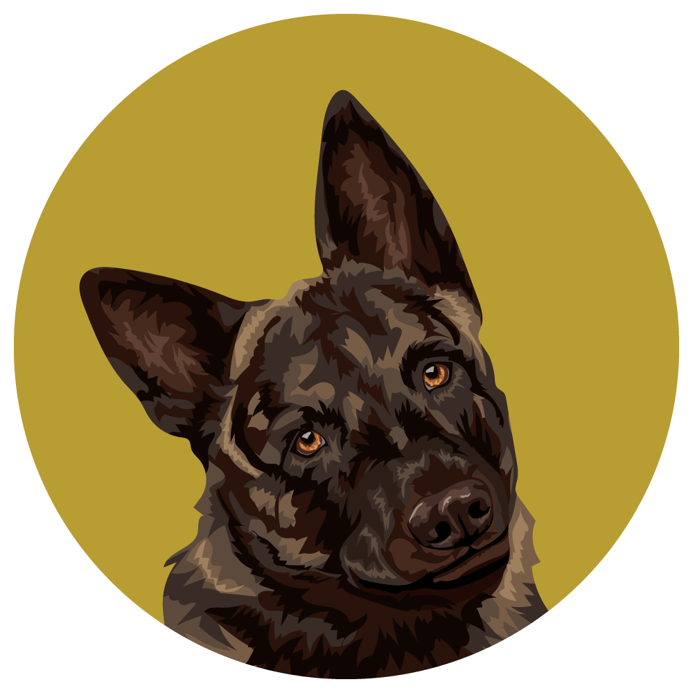 Dutch Shepherd