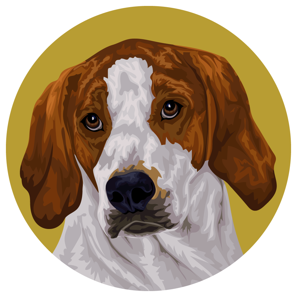 English Foxhound