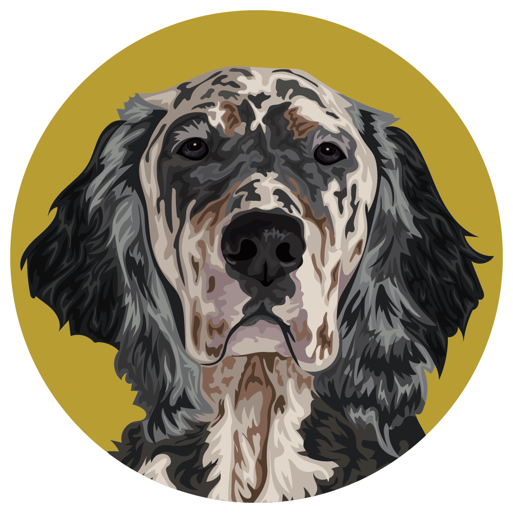 English Setter