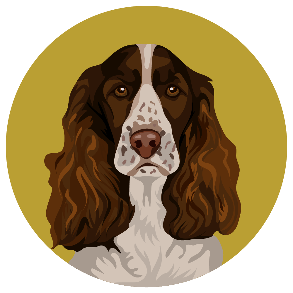 English Springer Spaniel