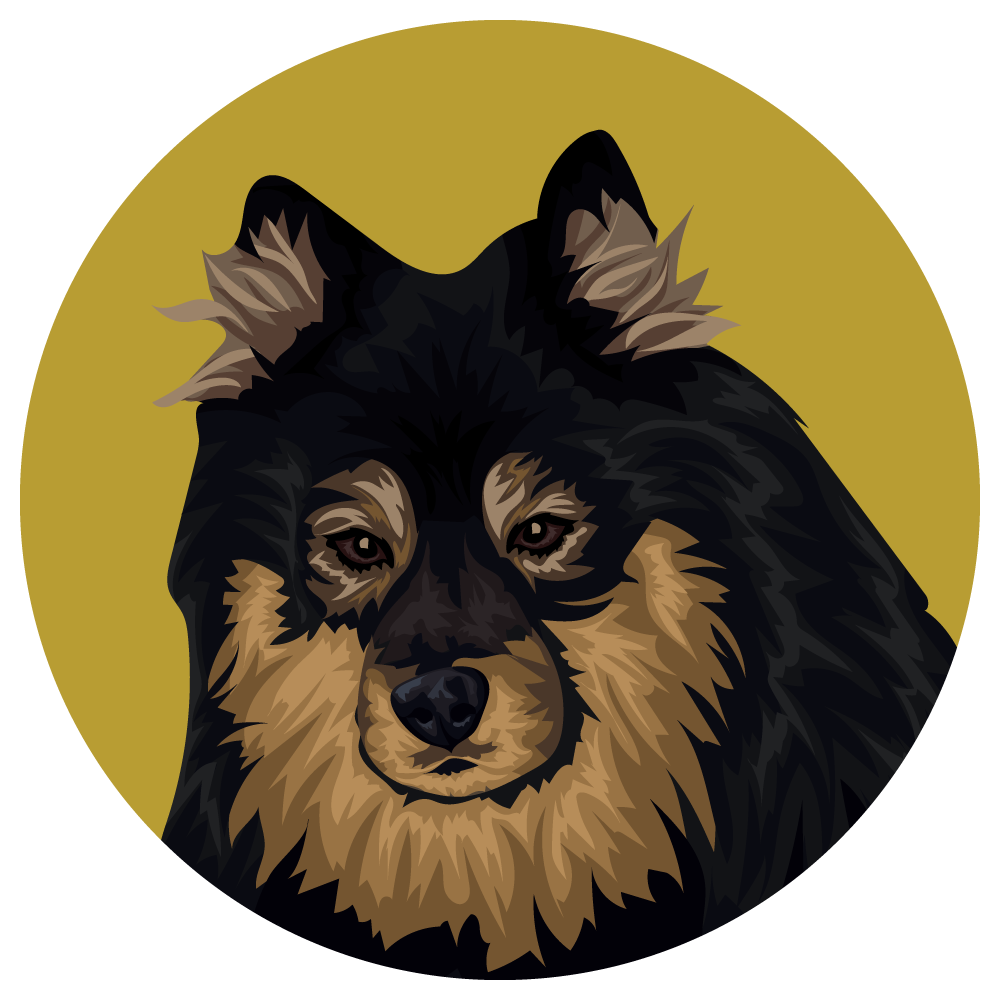 Finnish Lapphund