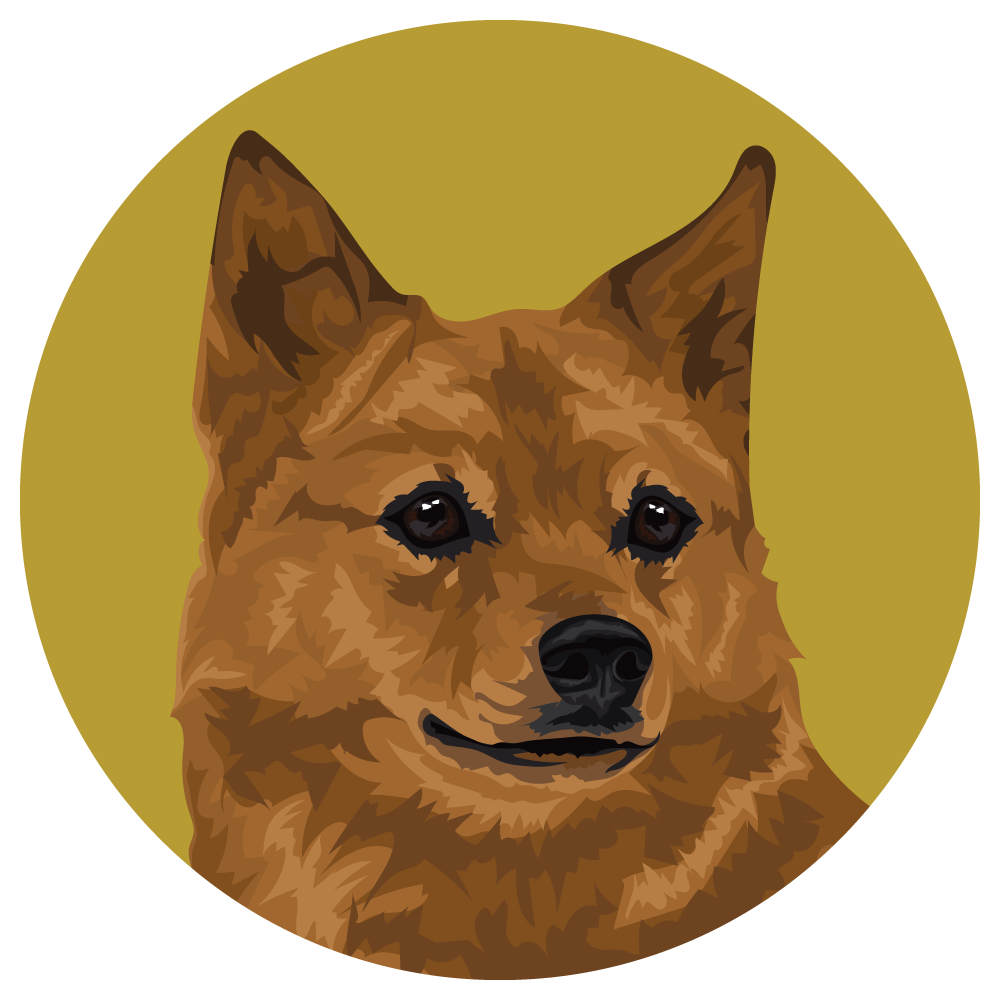 Finnish Spitz