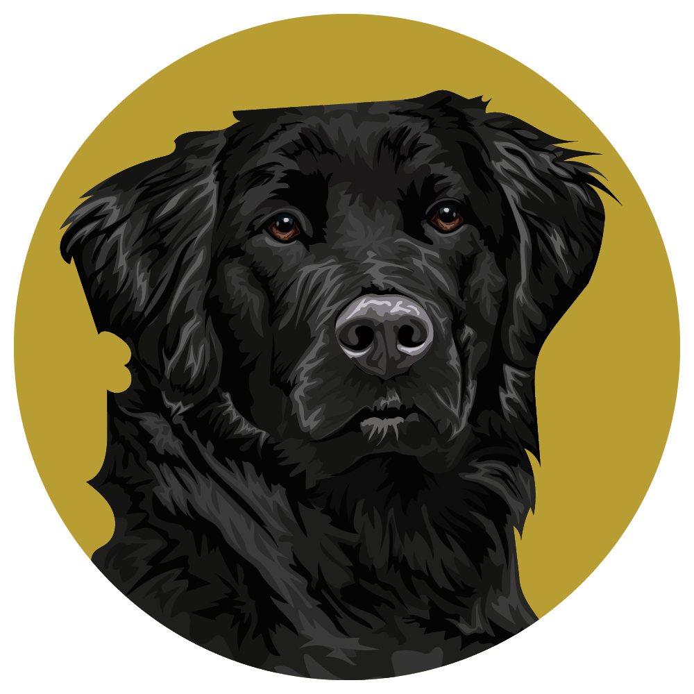 Flat-Coated Retriever