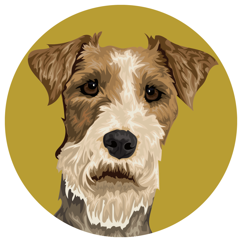 Fox Terrier