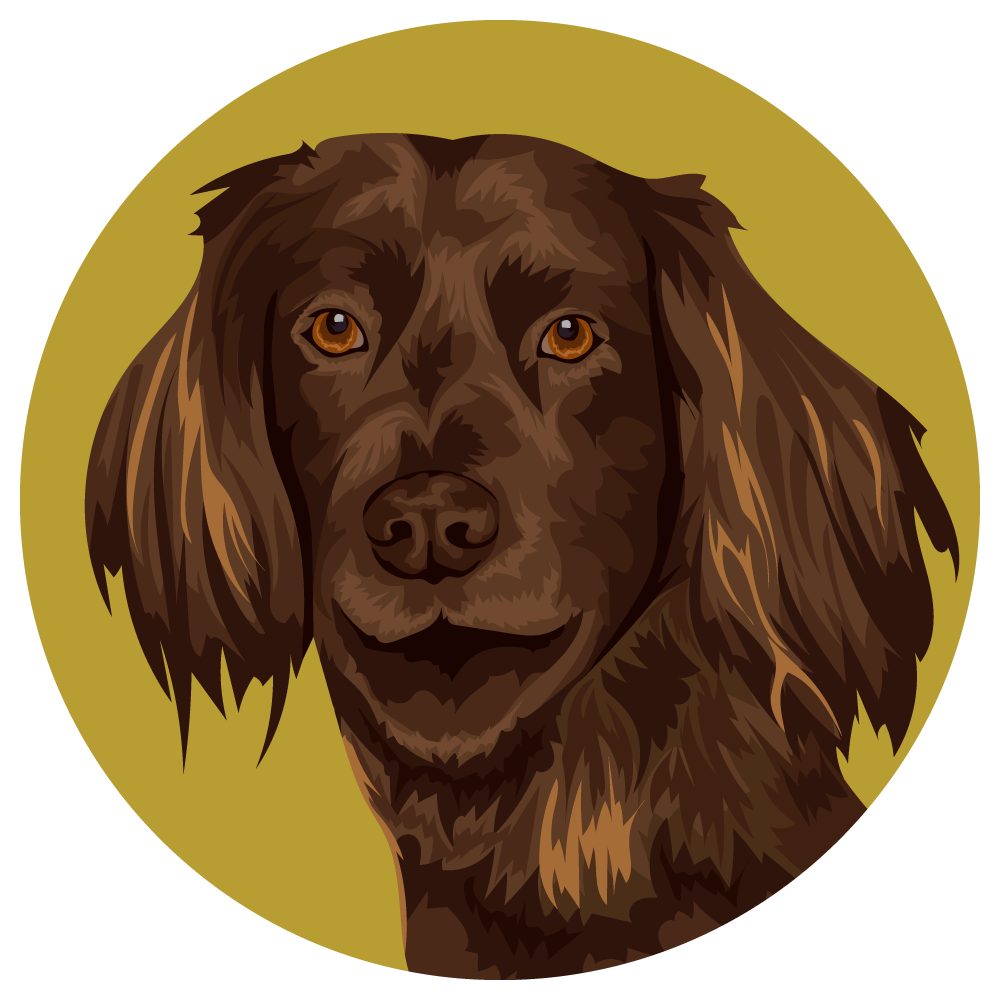 German Longhaired Pointer