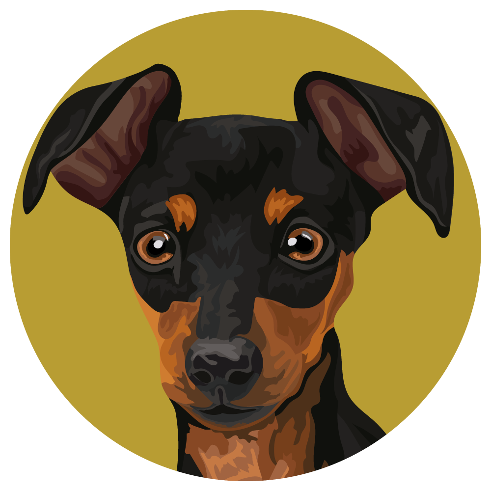 German Pinscher