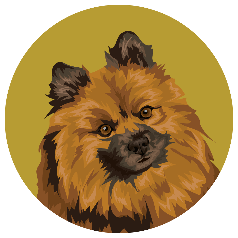 German Spitz