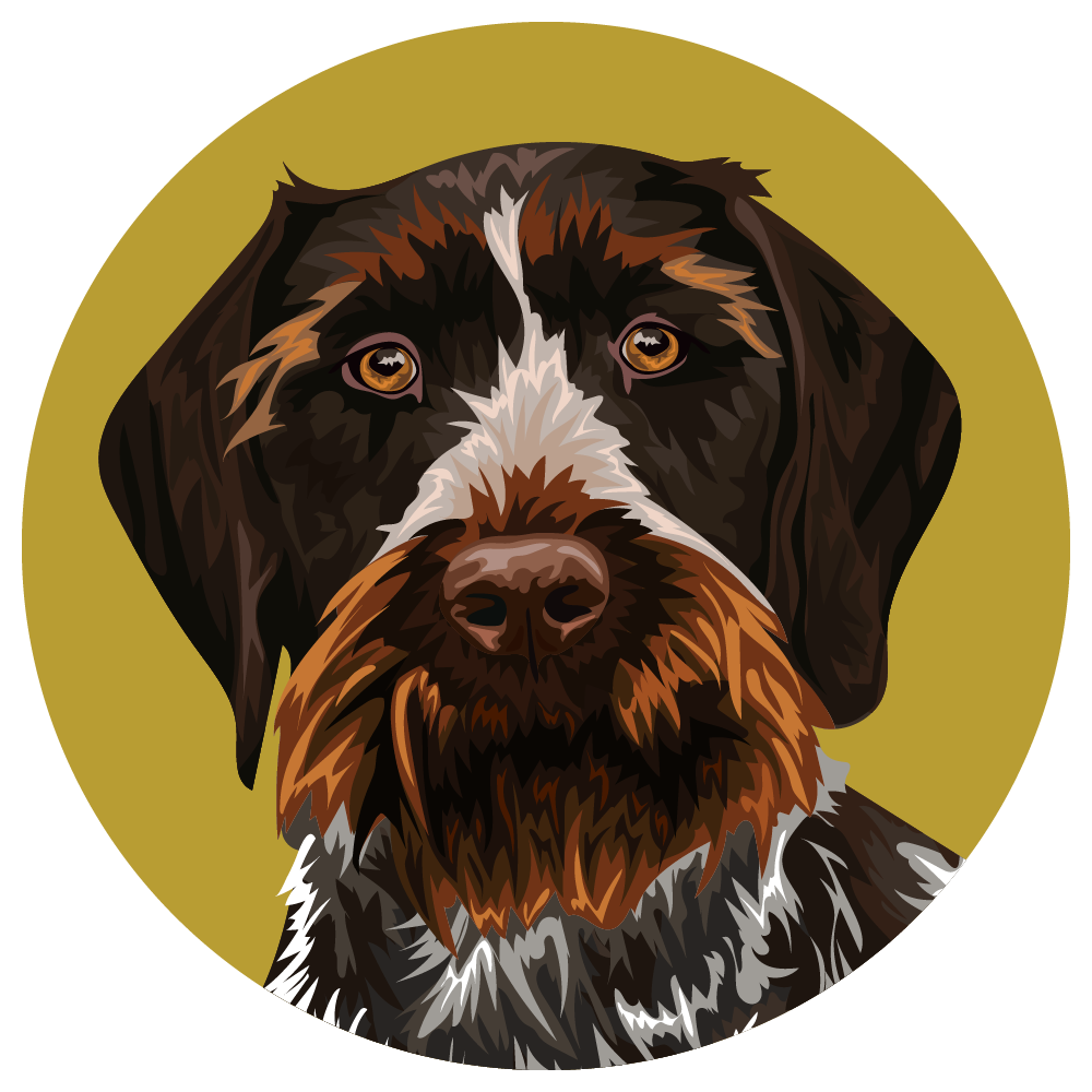 German Wirehaired Pointer