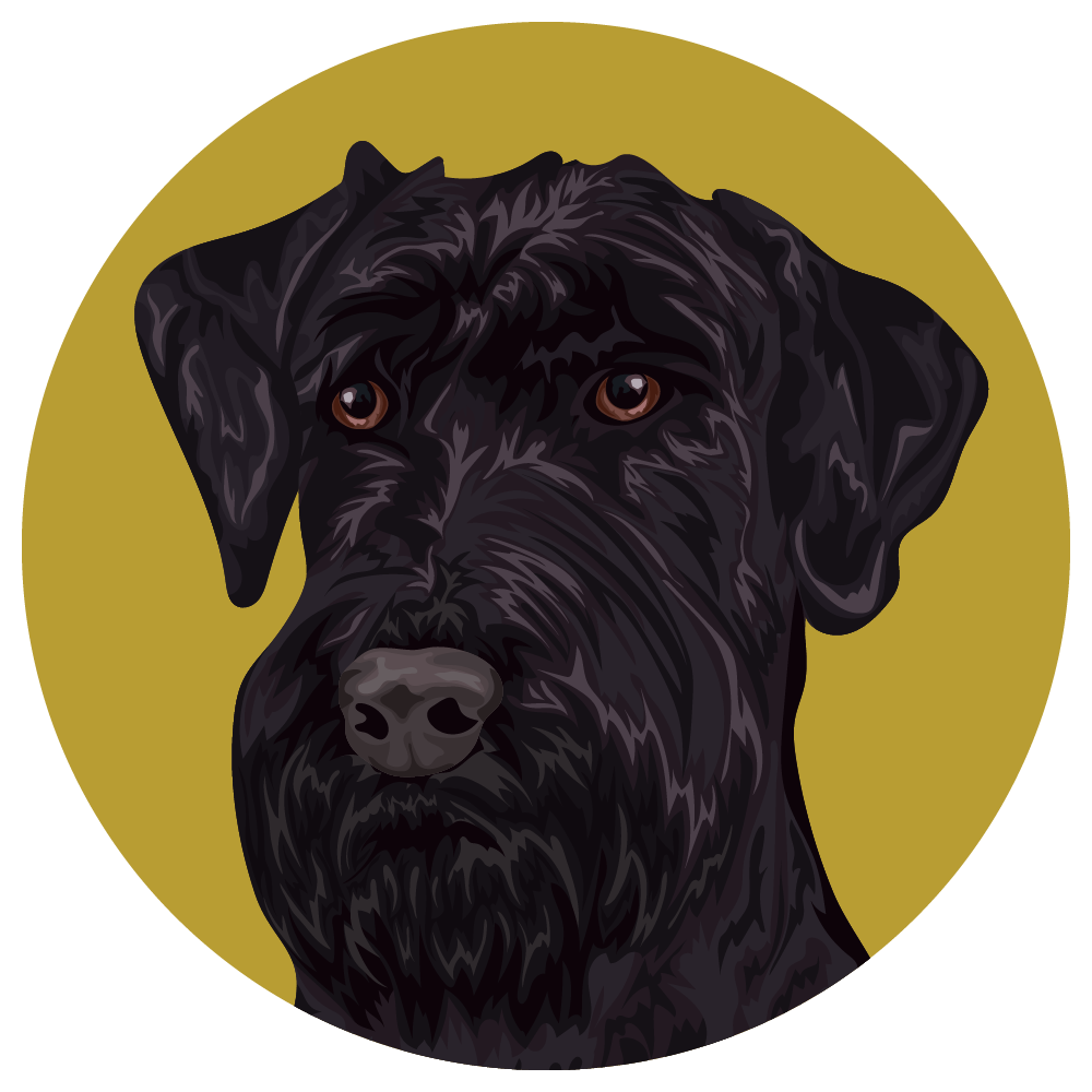 Giant Schnauzer