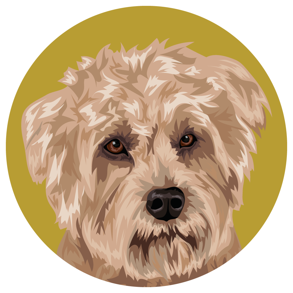 Glen of Imaal Terrier