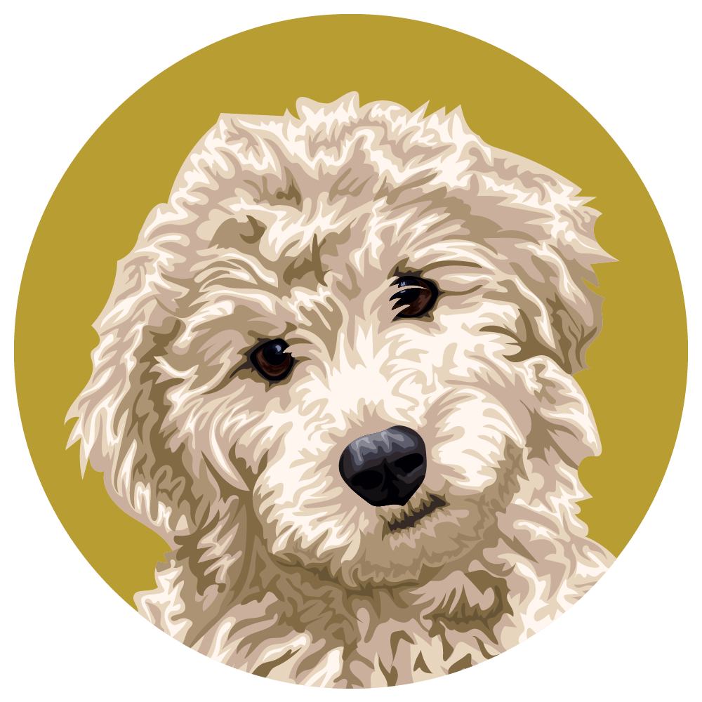 Goldendoodle
