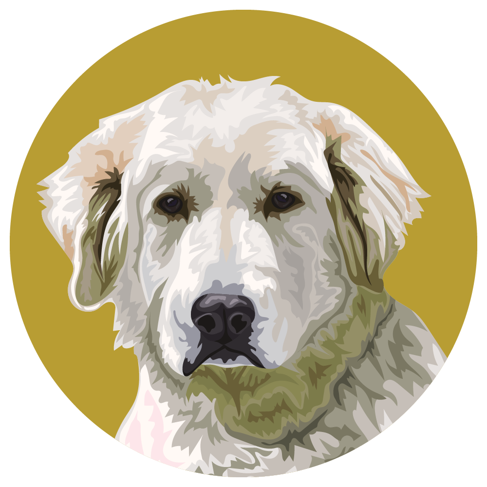 Great Pyrenees