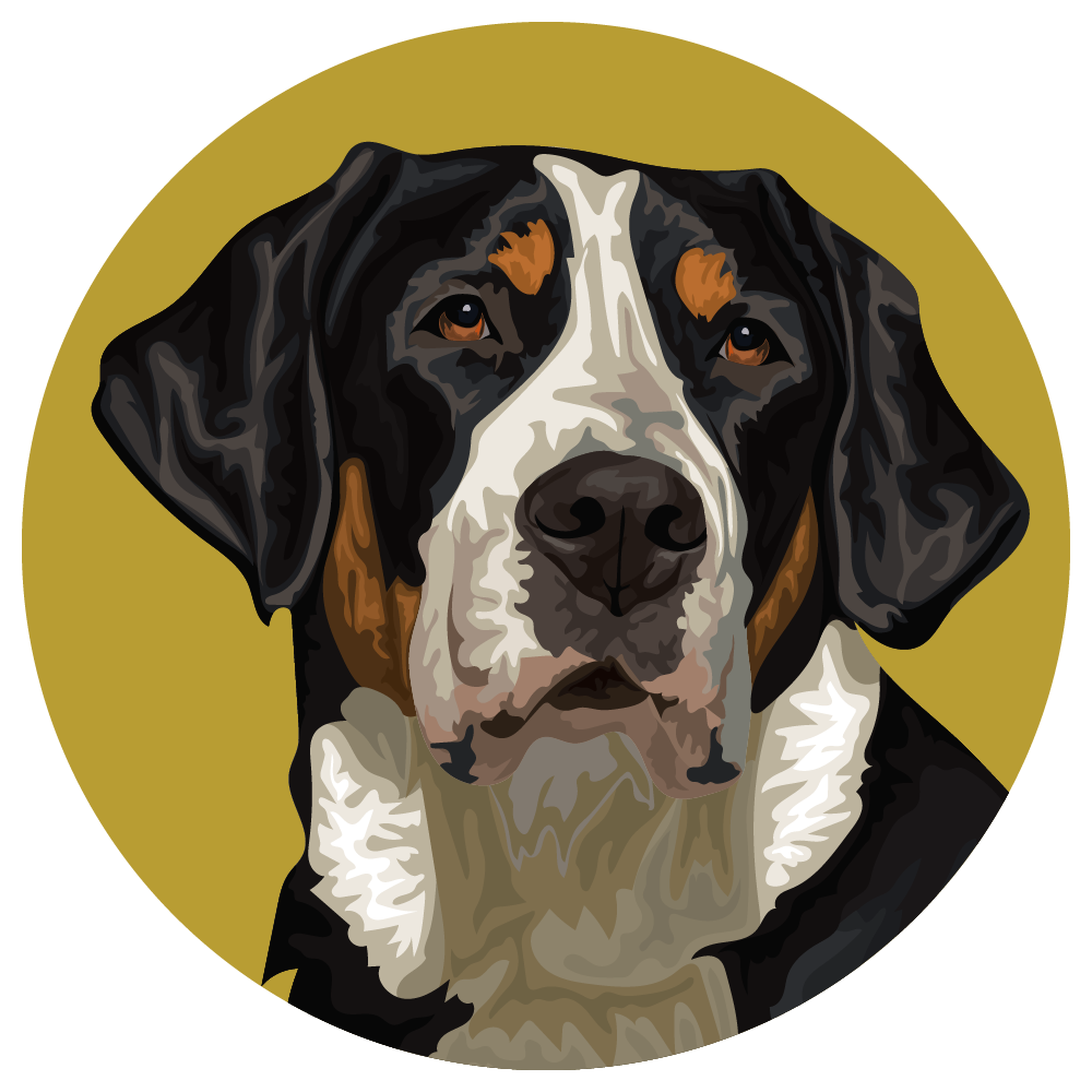 Greater Swiss Mountain Dog