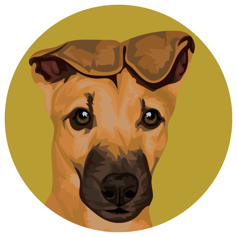 Greyhound