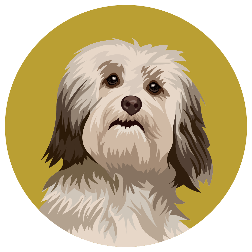 Havanese