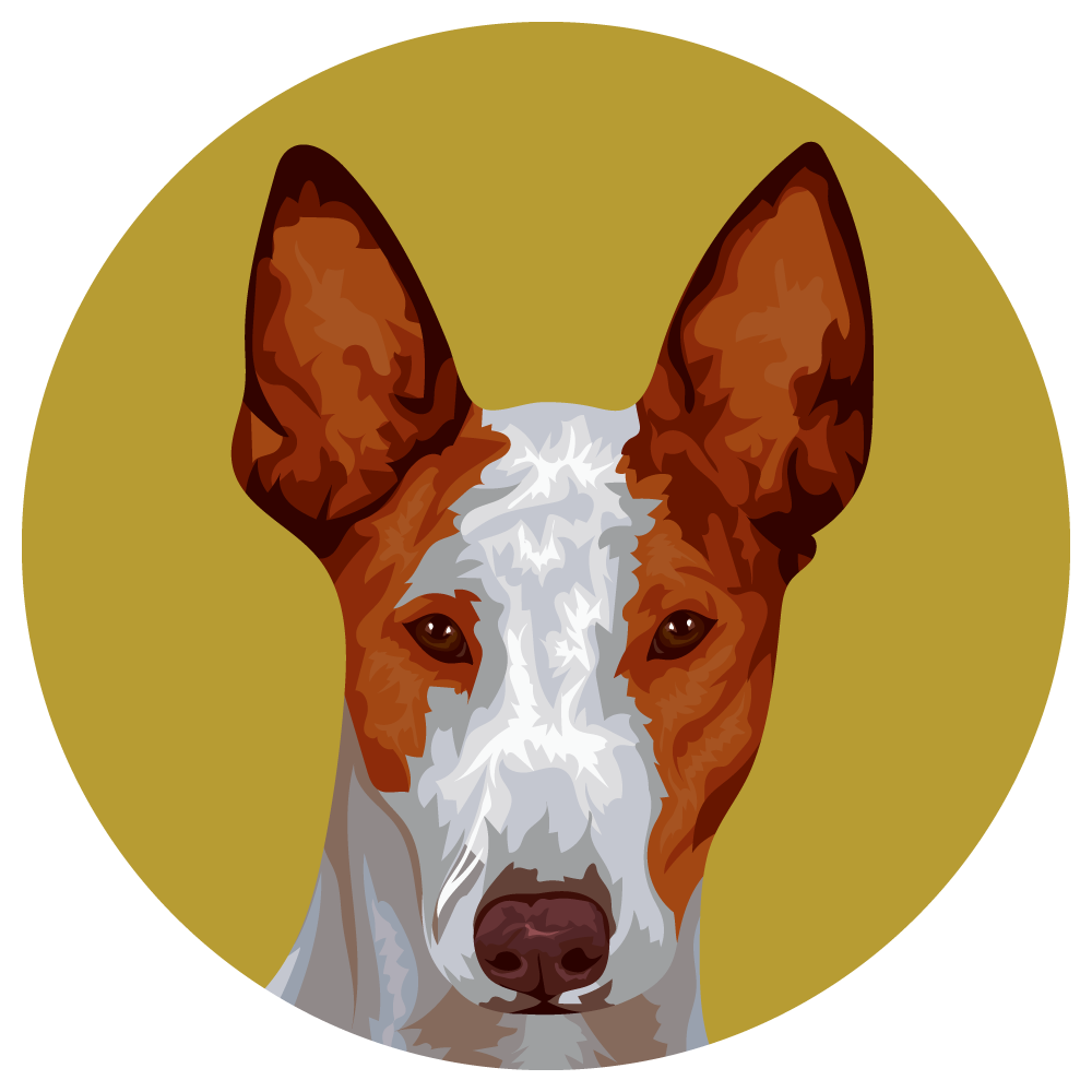Ibizan Hound