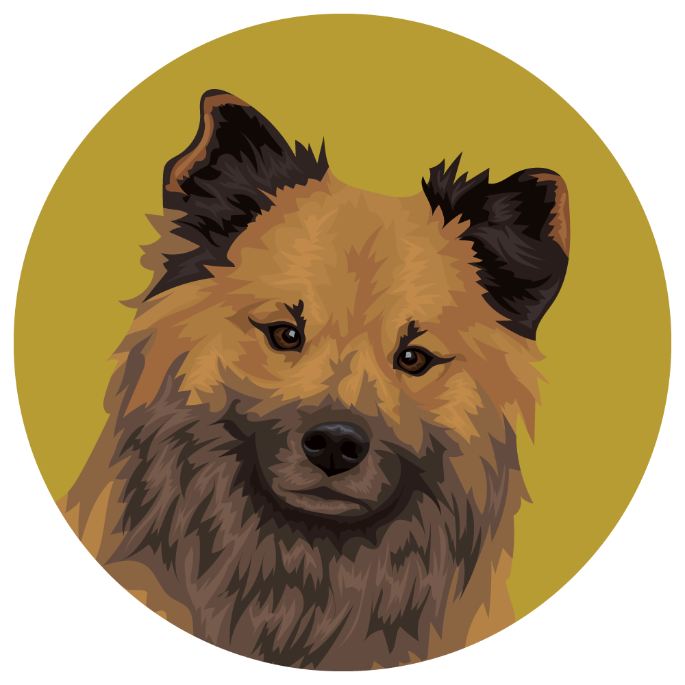 Icelandic Sheepdog