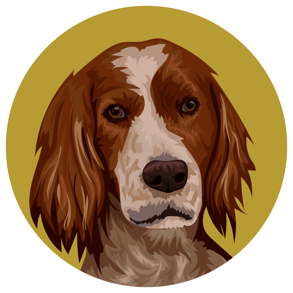 Irish Red And White Setter