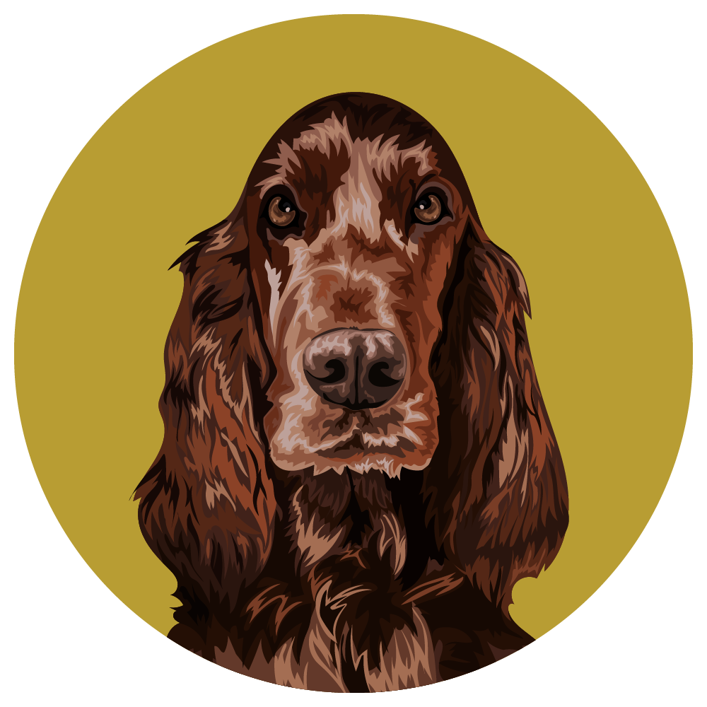 Irish Setter