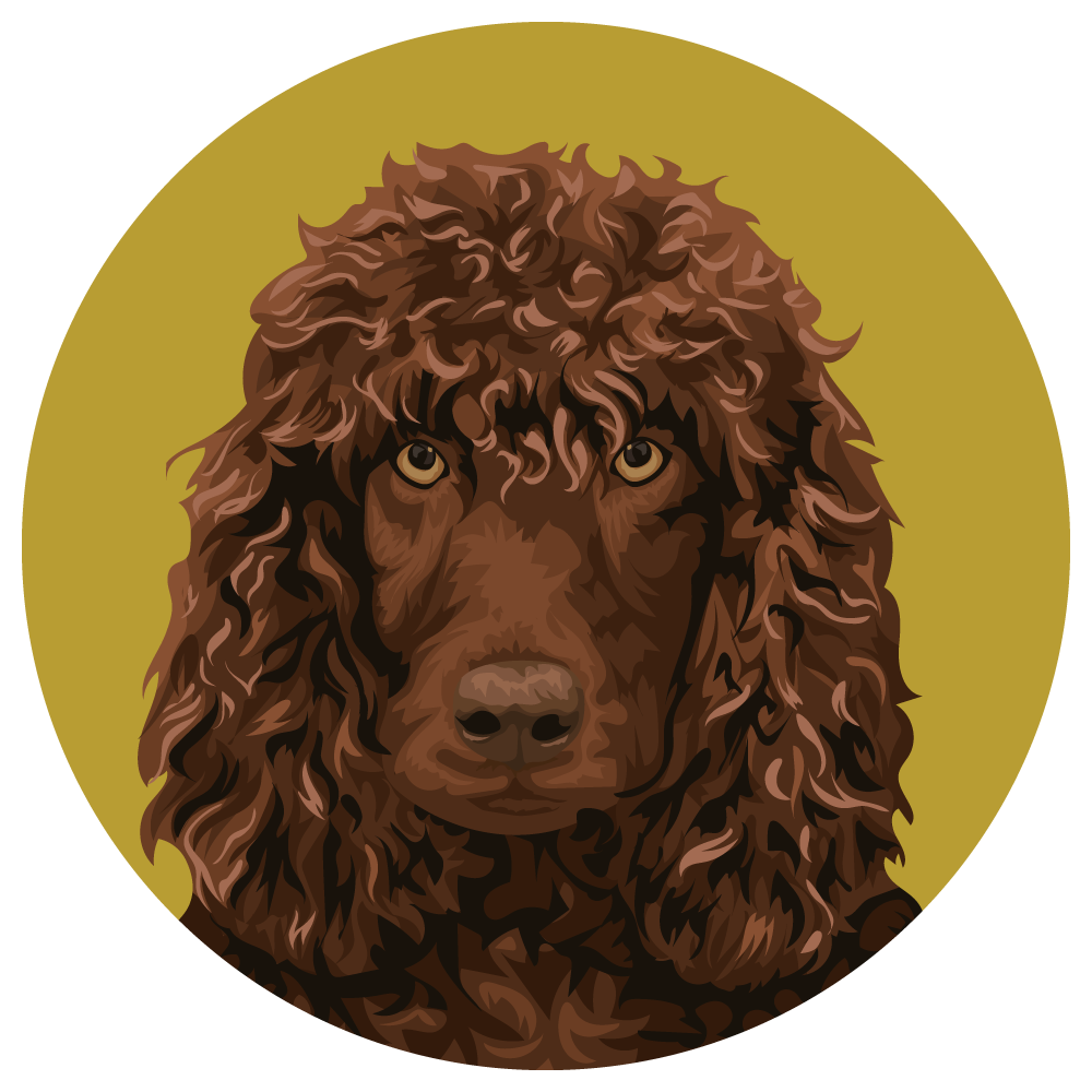 Irish Water Spaniel