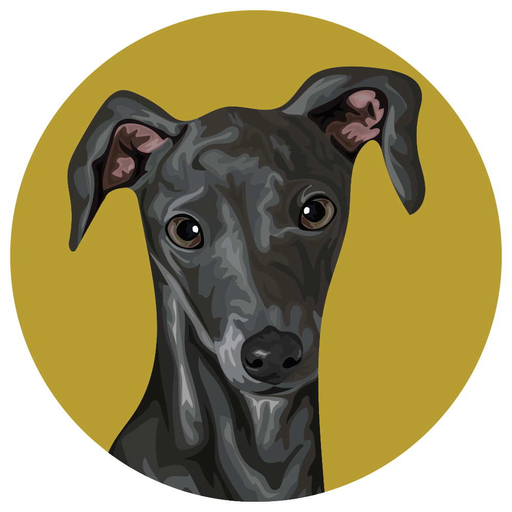 Italian Greyhound