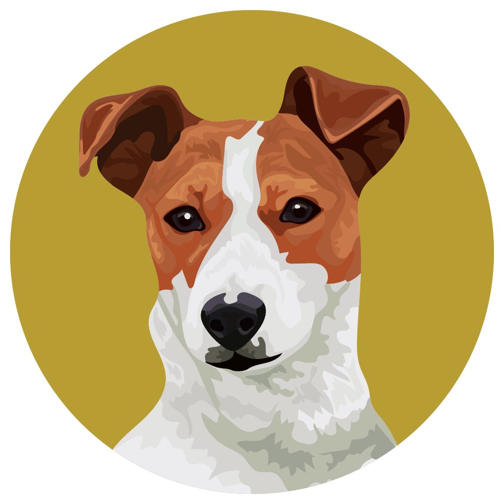 Jack Russell Terrier