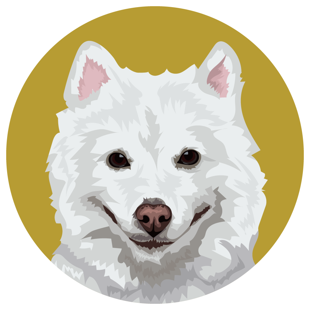 Japanese Spitz