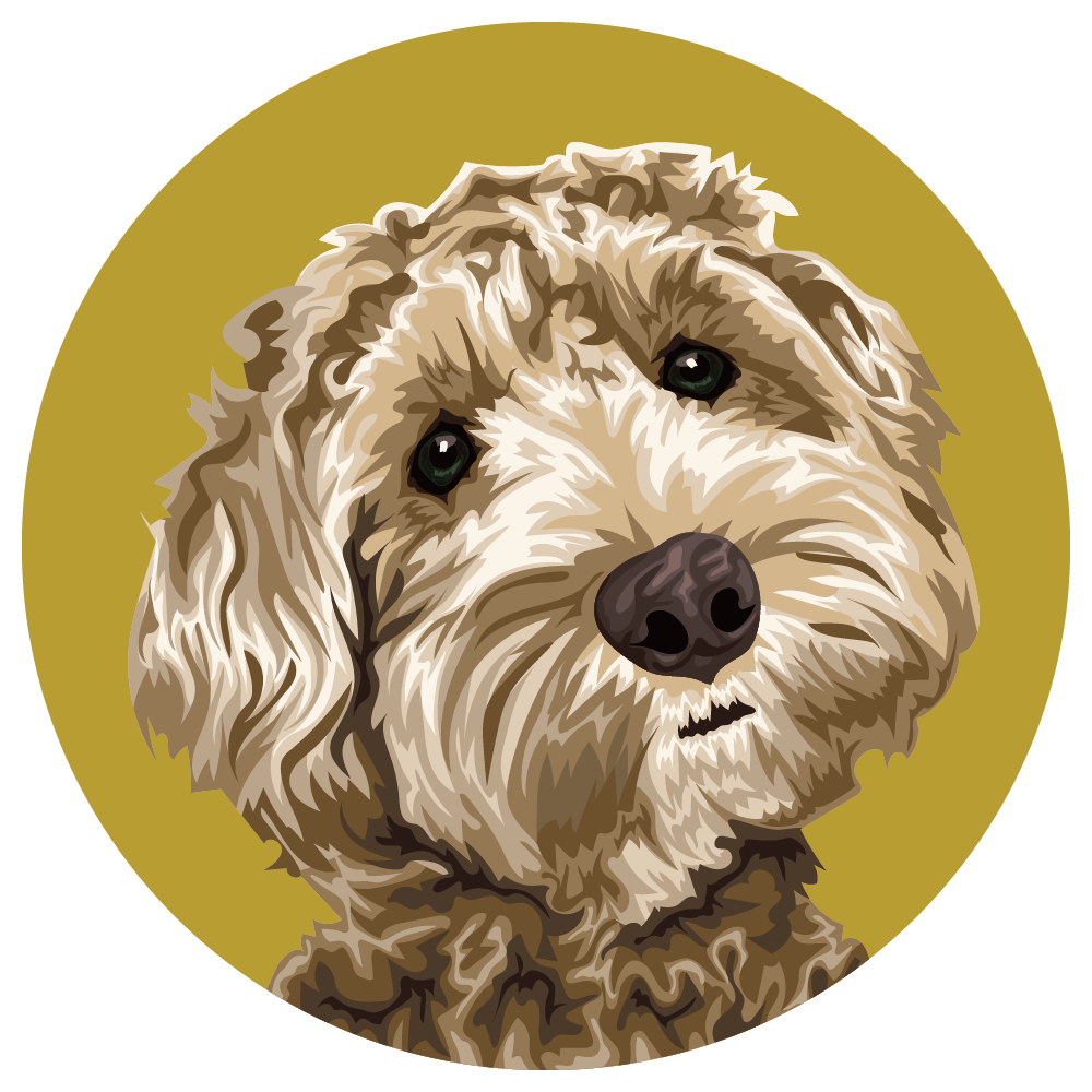 Labradoodle