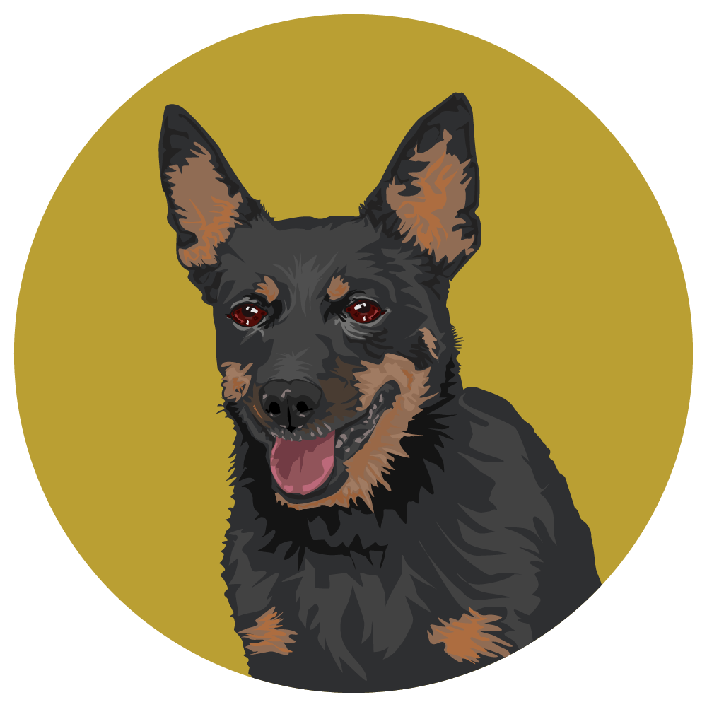 Lancashire Heeler