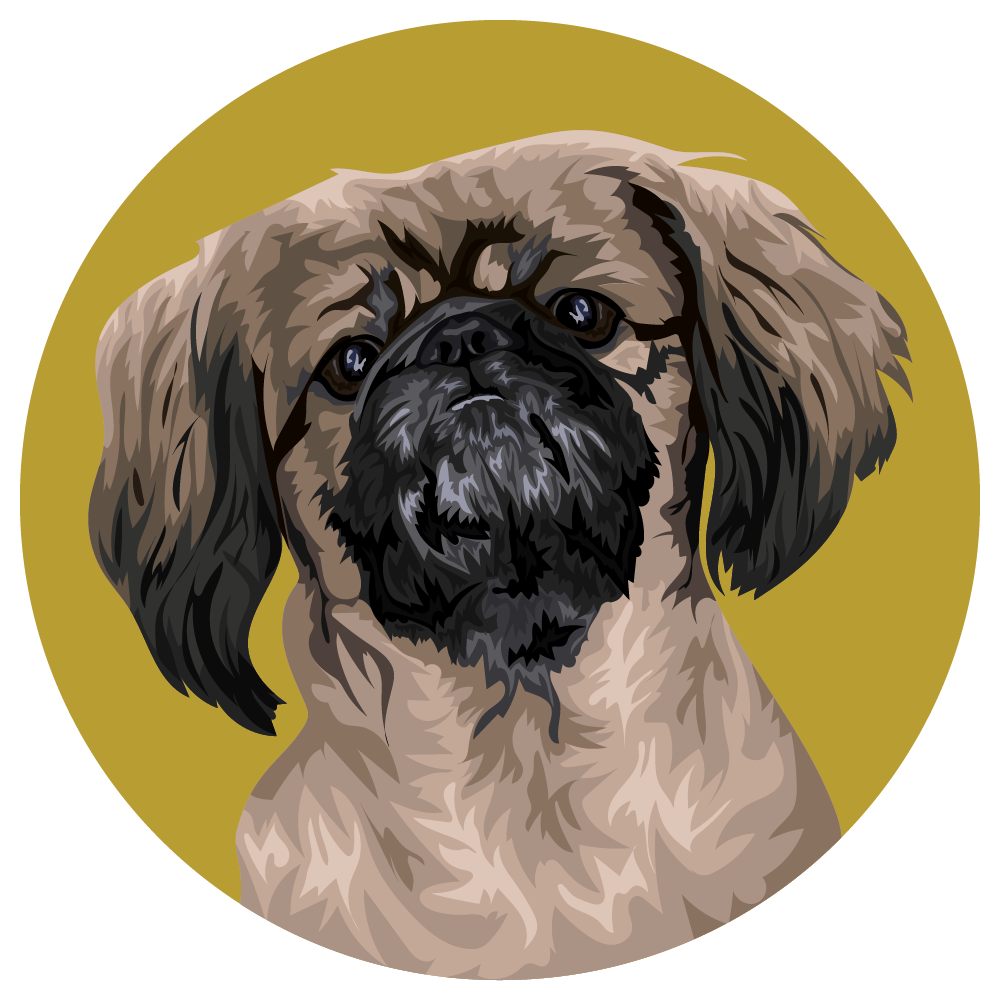 Lhasa Apso