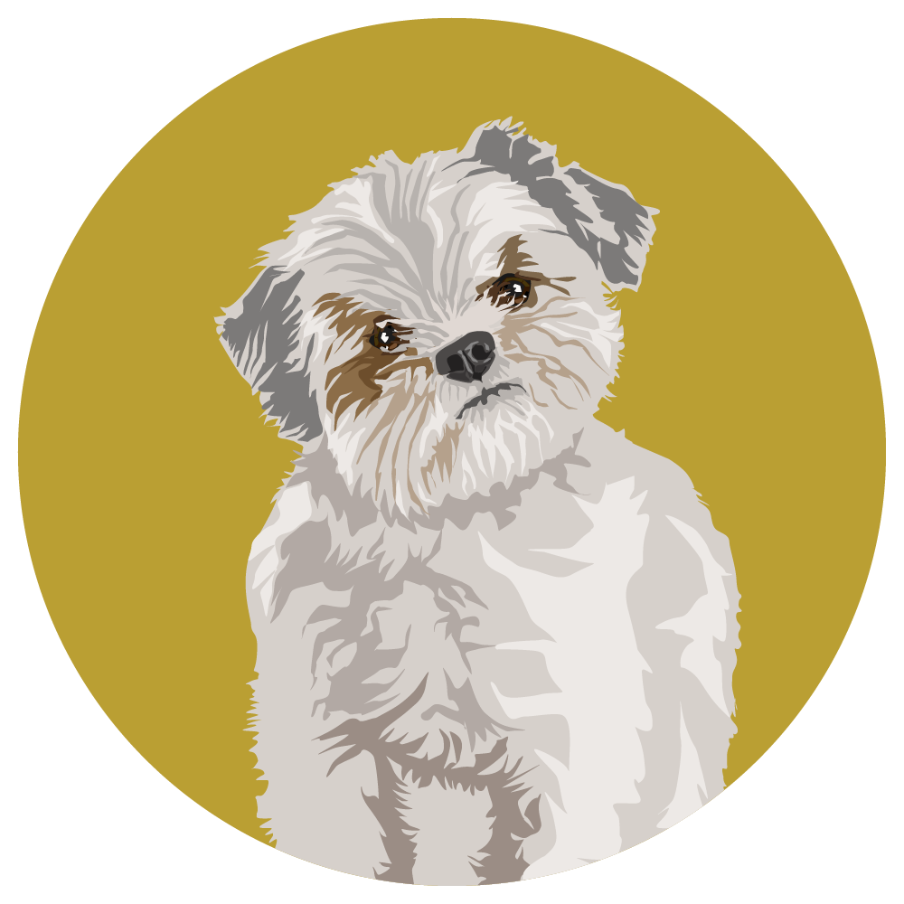 Maltese Shih Tzu