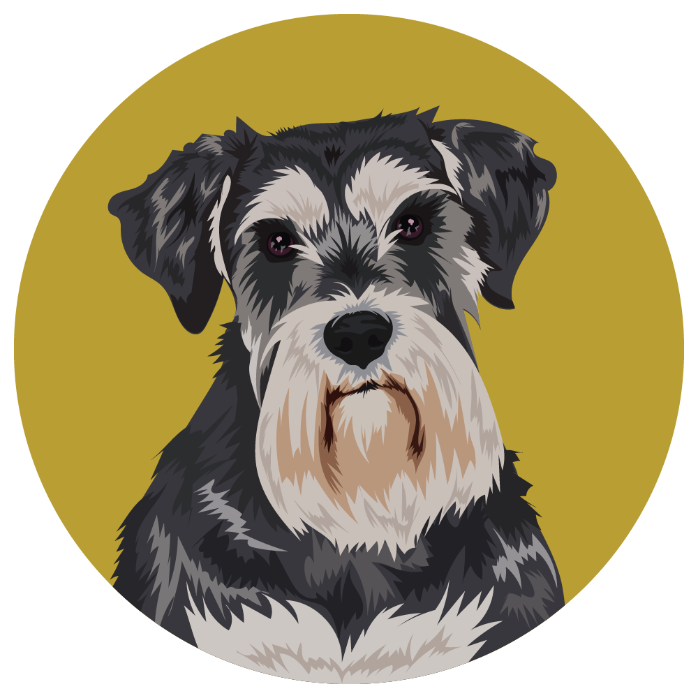 Miniature Schnauzer