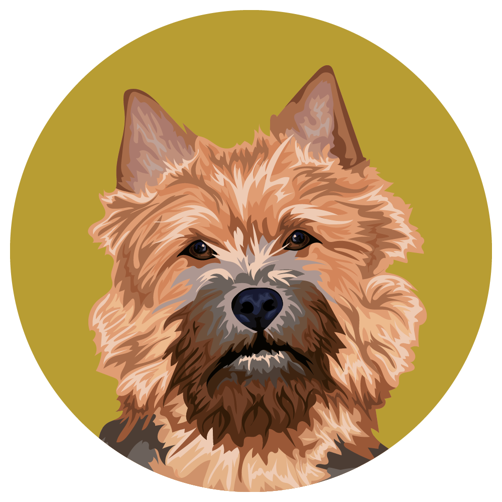 Norwich Terrier