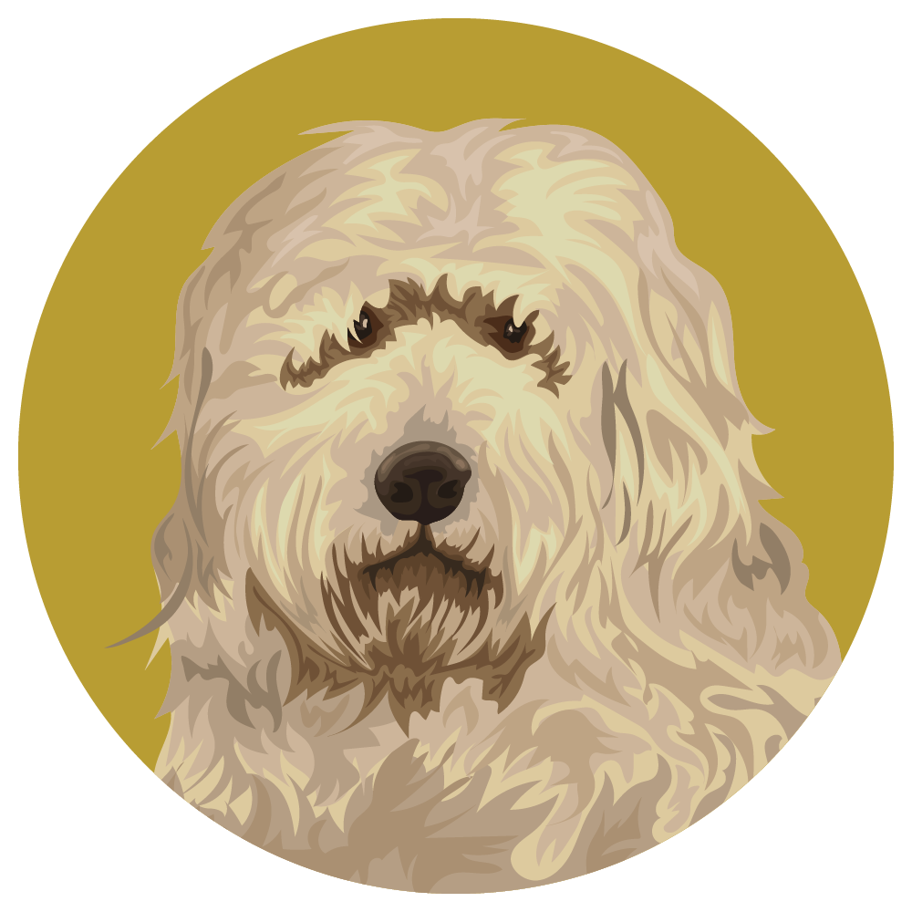Old English Sheepdog