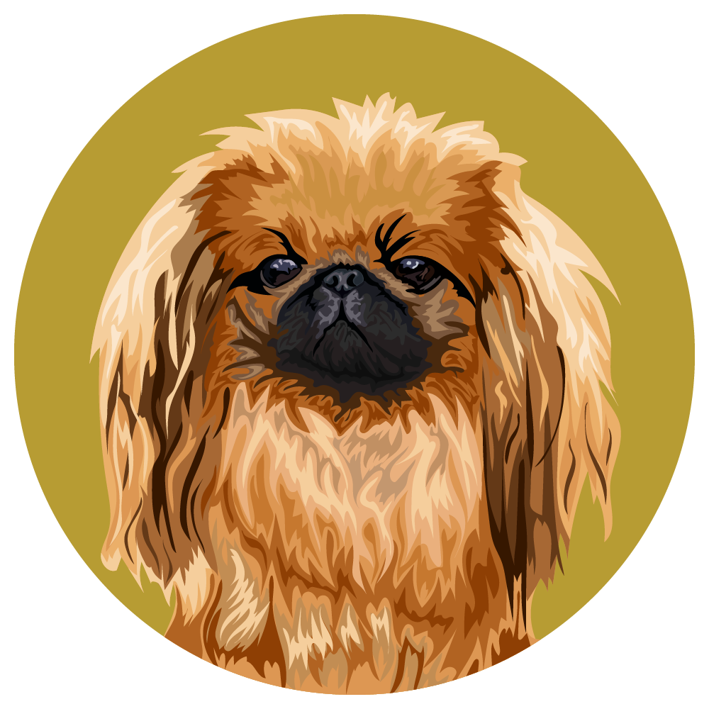 Pekingese