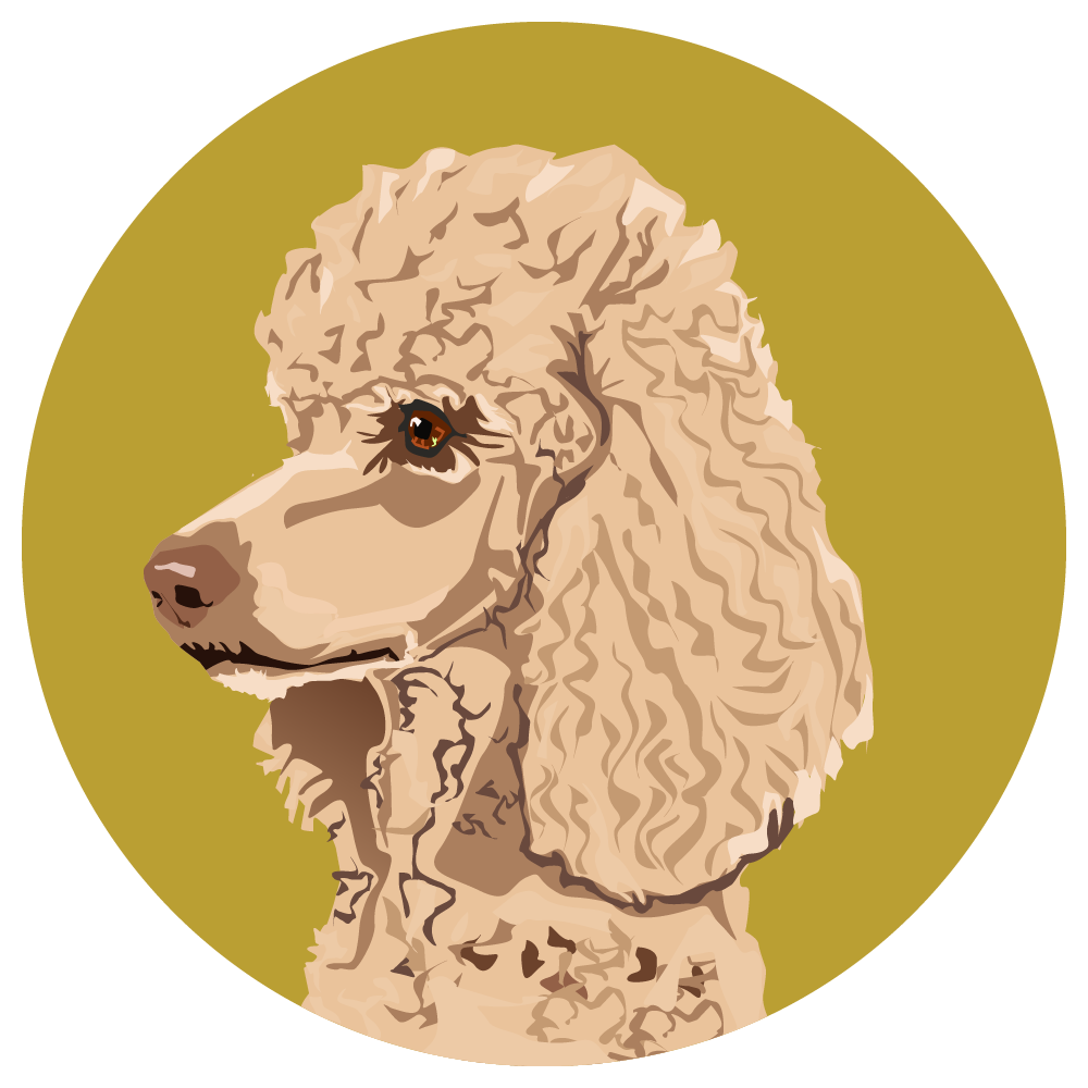 Poodle