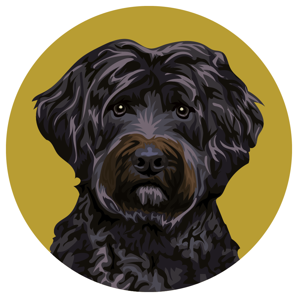 Portuguese Water Dog