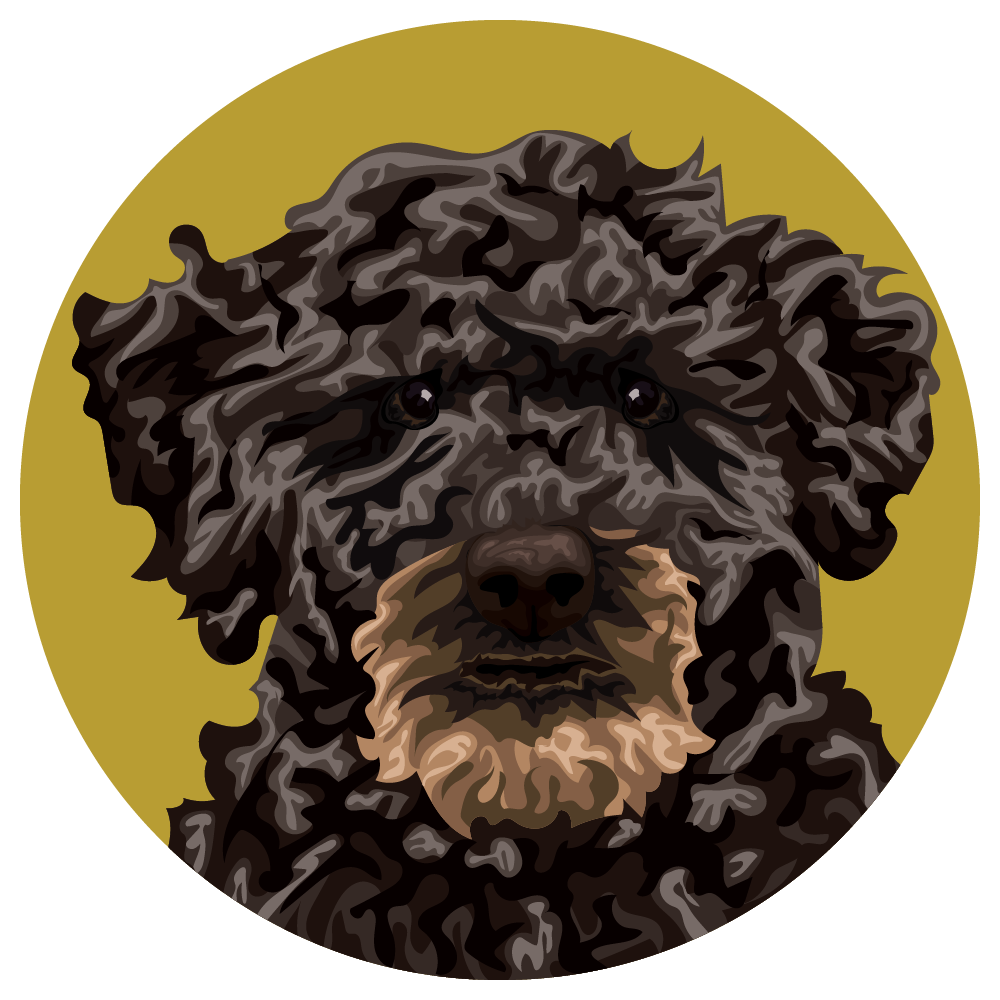 Puli