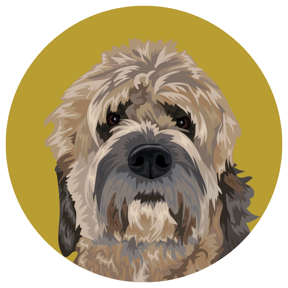 Saint Berdoodle