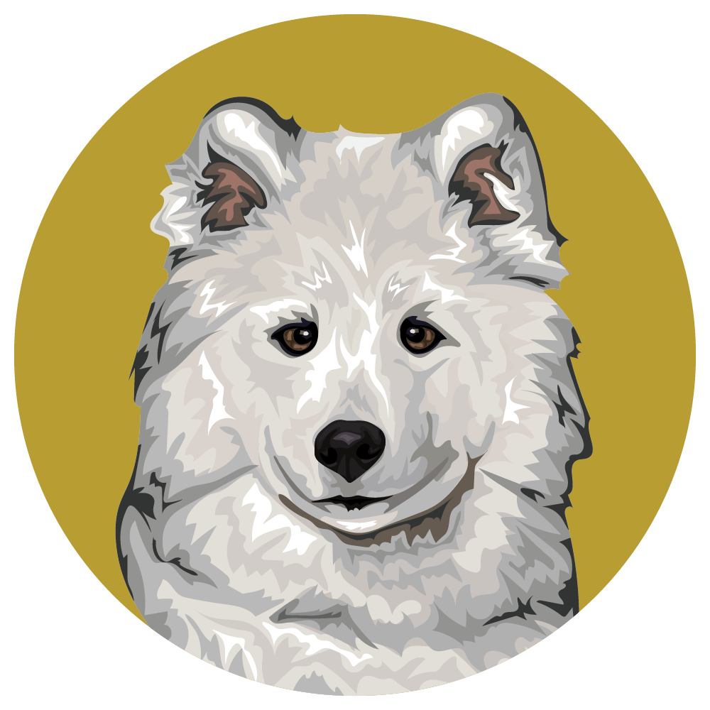 Samoyed