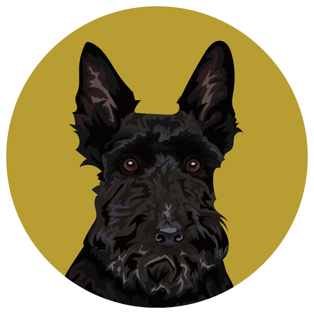 Scottish Terrier