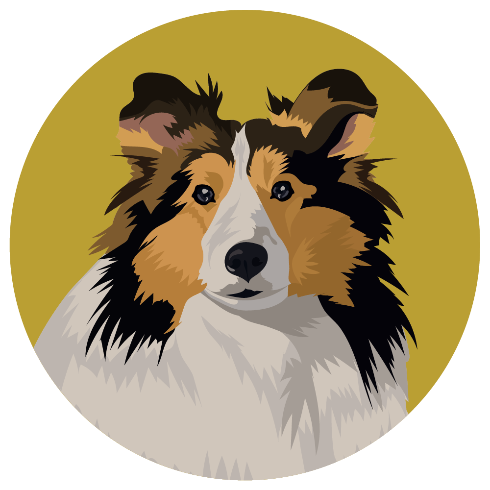 Shetland Sheepdog