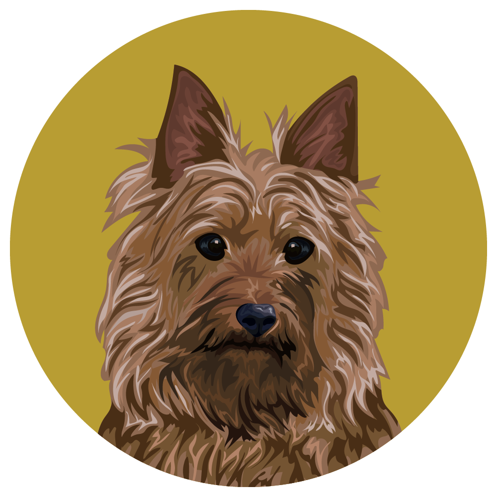 Silky Terrier