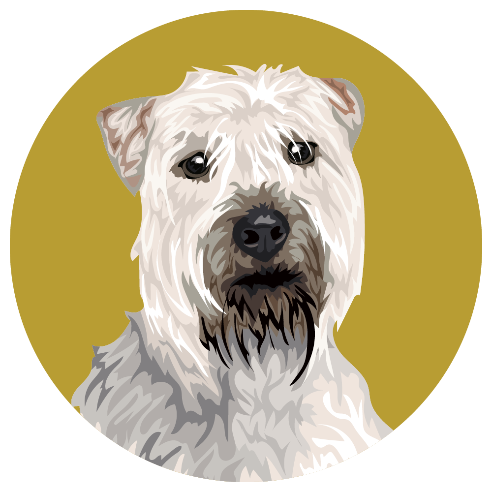 Soft Coated Wheaten Terrier