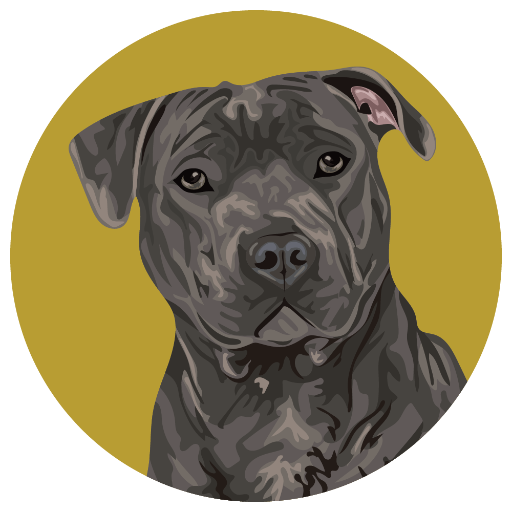 Staffordshire Bull Terrier